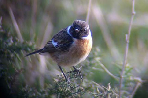 Photograph Courtesy of Graham Giddens